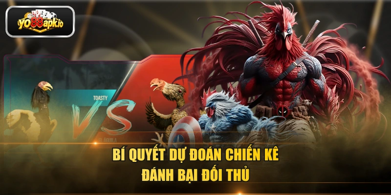 Bí quyết dự đoán chiến kê đánh bại đối thủ Bí quyết dự đoán chiến kê đánh bại đối thủ