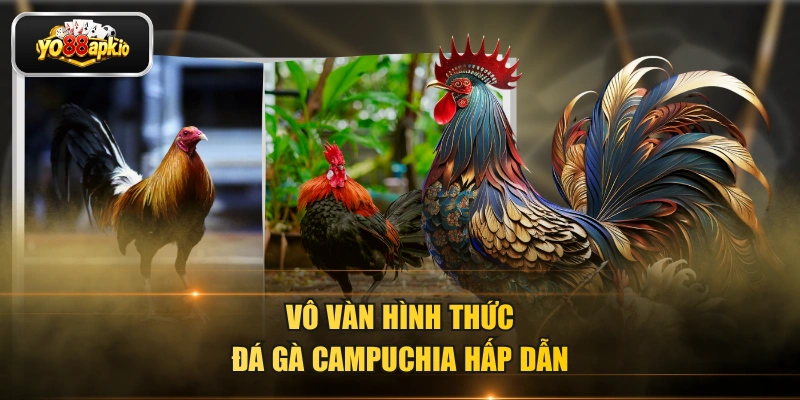 Vô vàn hình thức đá gà Campuchia hấp dẫn Vô vàn hình thức đá gà Campuchia hấp dẫn